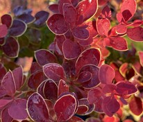 Барбарис Тунберга Чикита (Berberis thunbergii 'Chicquita')