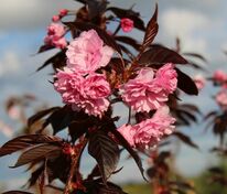 Вишня мелкопильчатая Роял Бургунди (Prunus serrulata 'Royal Burgundy') (сакура)