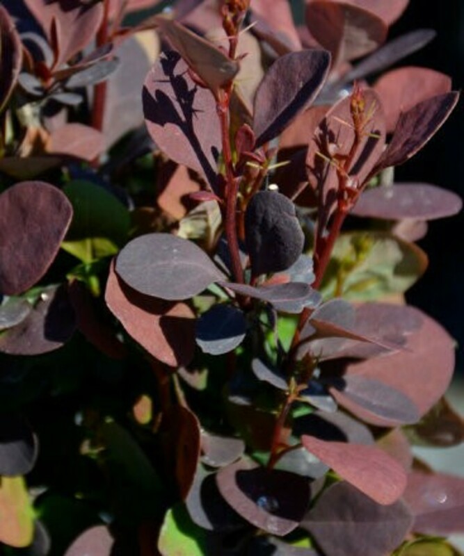 Барбарис Тунберга Чоколэт Саммер (Berberis thunbergii 'Chocolate Summer')