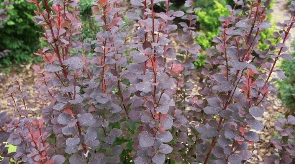 Барбарис Тунберга Чоколэт Саммер (Berberis thunbergii 'Chocolate Summer')