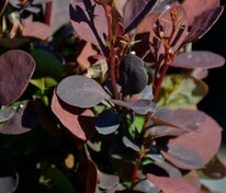 Барбарис Тунберга Чоколэт Саммер (Berberis thunbergii 'Chocolate Summer')