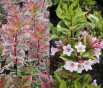 Вейгела Мэджикал Рейнбоу (Weigela 'Magical Rainbow')