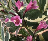 Вейгела Олл Саммер Монет (Weigela 'All Summer Monet')