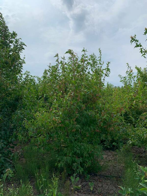 Клён Гиннала (Acer ginnala) формы