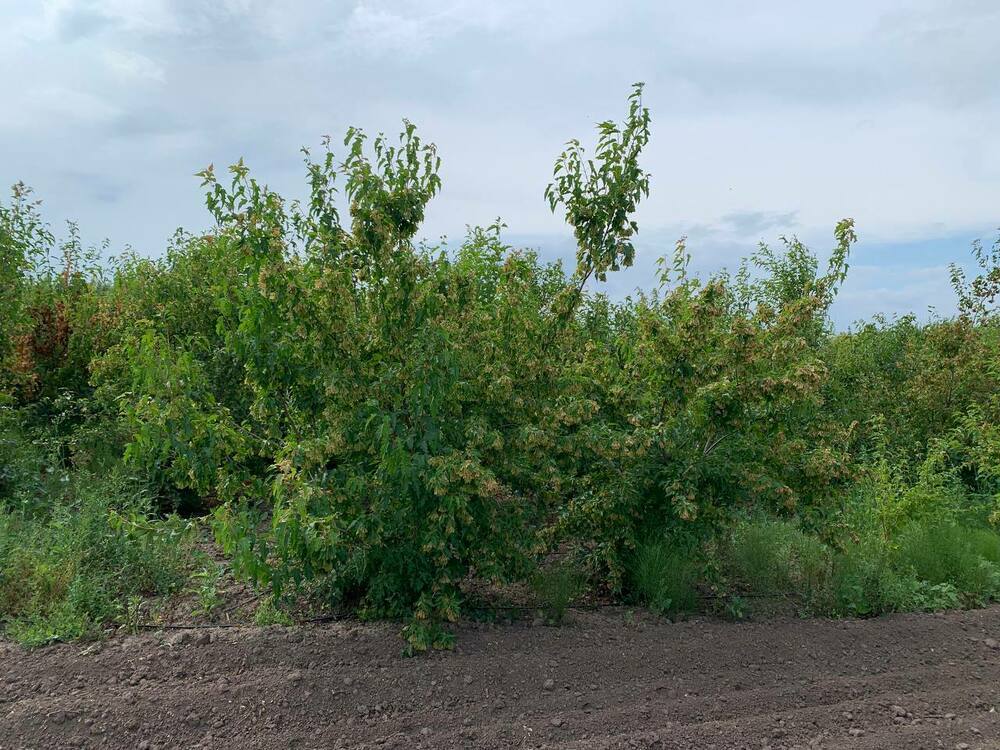 Клён Гиннала (Acer ginnala) формы