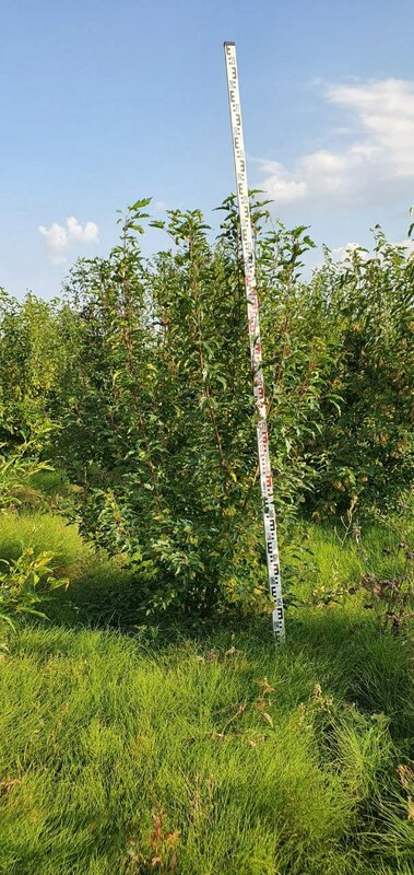 Клён Гиннала (Acer ginnala) формы