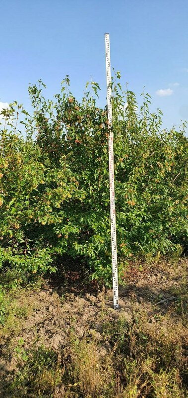 Клён Гиннала (Acer ginnala) формы