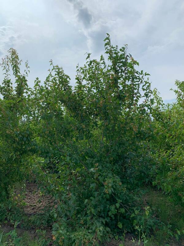 Клён Гиннала (Acer ginnala) формы