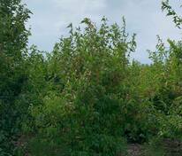 Клён Гиннала ф. зонт