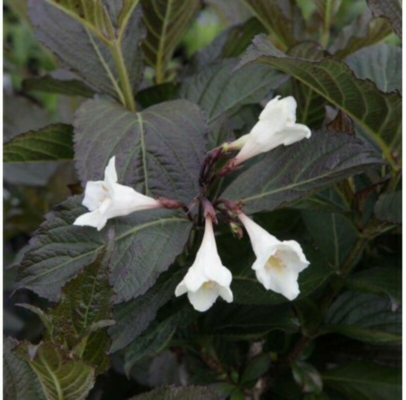 Вейгела Эбони энд Айвори (Weigela 'Ebony and Ivory')