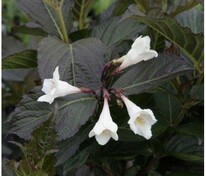 Вейгела Эбони энд Айвори (Weigela 'Ebony and Ivory')