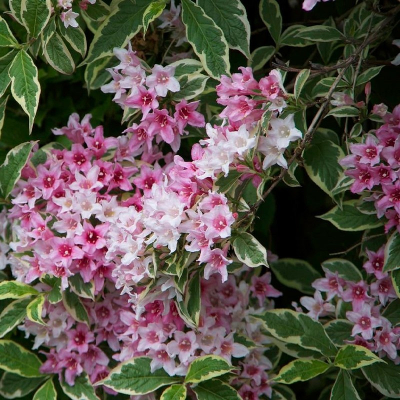 Вейгела цветущая Санни Принцесс (Weigela florida 'Sunny Princess')