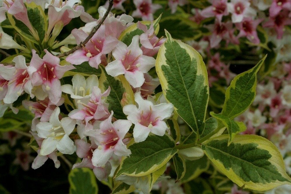 Вейгела цветущая Санни Принцесс (Weigela florida 'Sunny Princess')