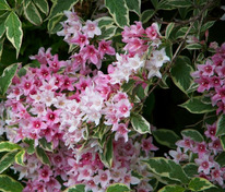 Вейгела цветущая Санни Принцесс (Weigela florida 'Sunny Princess')