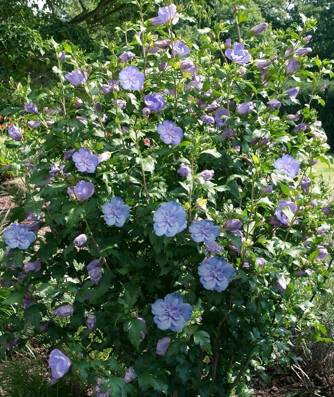 Гибискус сирийский Блю Шифон (Hibiscus syriacus 'Blue Chiffon')