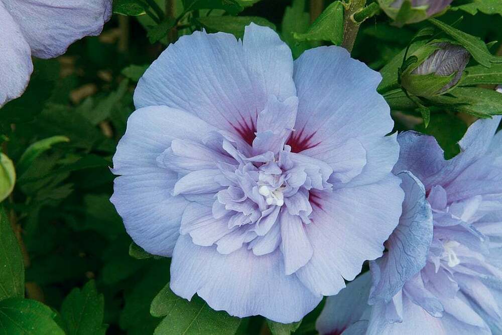 Гибискус сирийский Блю Шифон (Hibiscus syriacus 'Blue Chiffon')