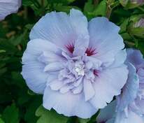 Гибискус сирийский Блю Шифон (Hibiscus syriacus 'Blue Chiffon')