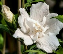 Гибискус сирийский Флаве Тауэр Вайт (Hibiscus syriacus 'Flower Tower White')