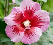 Гибискус сирийский "Flower Tower Purple'" (Флаве Тауэр Пепл)