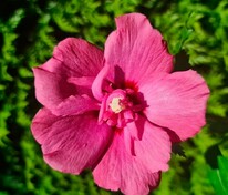 Гибискус сирийский Флаве Тауэр Руби (Hibiscus syriacus 'Flower Tower Ruby')