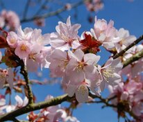 Вишня Саржента Ранчо (Prunus sargentii 'Rancho')