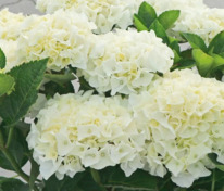 Гортензия крупнолистная Брайт Вайт (Hydrangea macrophylla 'Bright White')