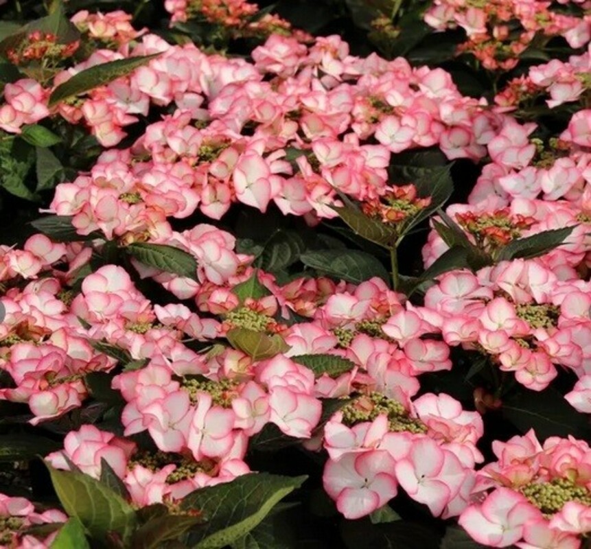 Гортензия крупнолистная Шарм (Hydrangea macrophylla 'Charm')