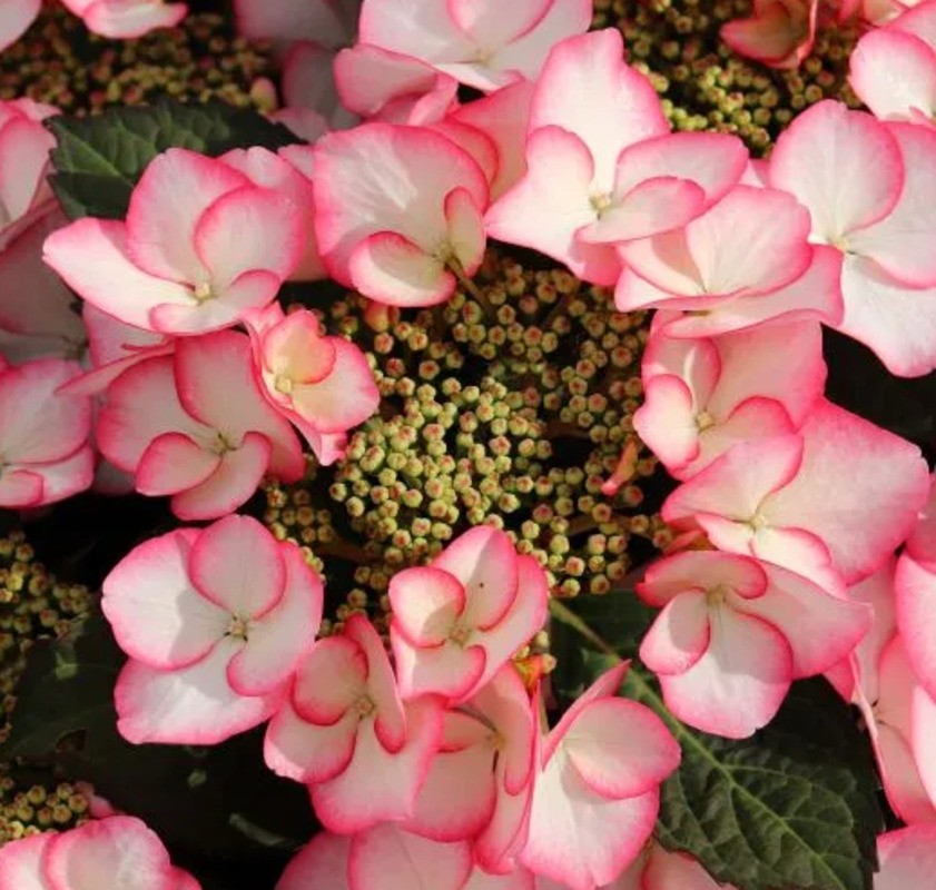 Гортензия крупнолистная Шарм (Hydrangea macrophylla 'Charm')