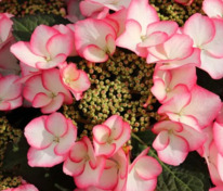 Гортензия крупнолистная Шарм (Hydrangea macrophylla 'Charm')