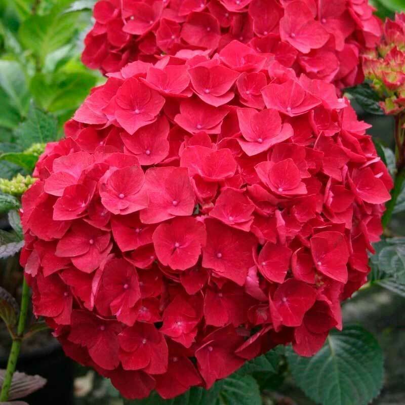 Гортензия крупнолистная Хот Ред (Hydrangea macrophylla 'Hot Red')