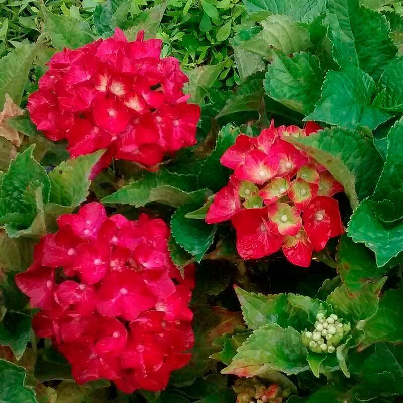 Гортензия крупнолистная Хот Ред (Hydrangea macrophylla 'Hot Red')