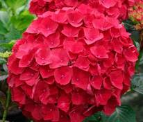 Гортензия крупнолистная" Hot Red" (Хот Ред)