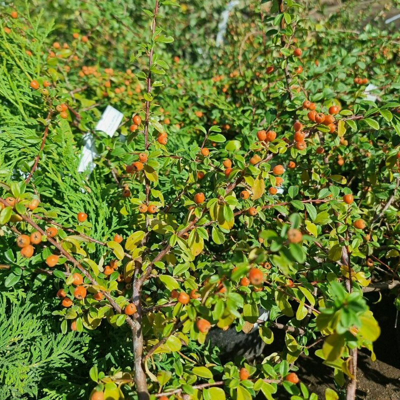 Кизильник гибридный Стокгольм (Cotoneaster x suecicus 'Skogholm')