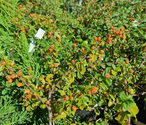 Кизильник гибридный Стокгольм (Cotoneaster x suecicus 'Skogholm')