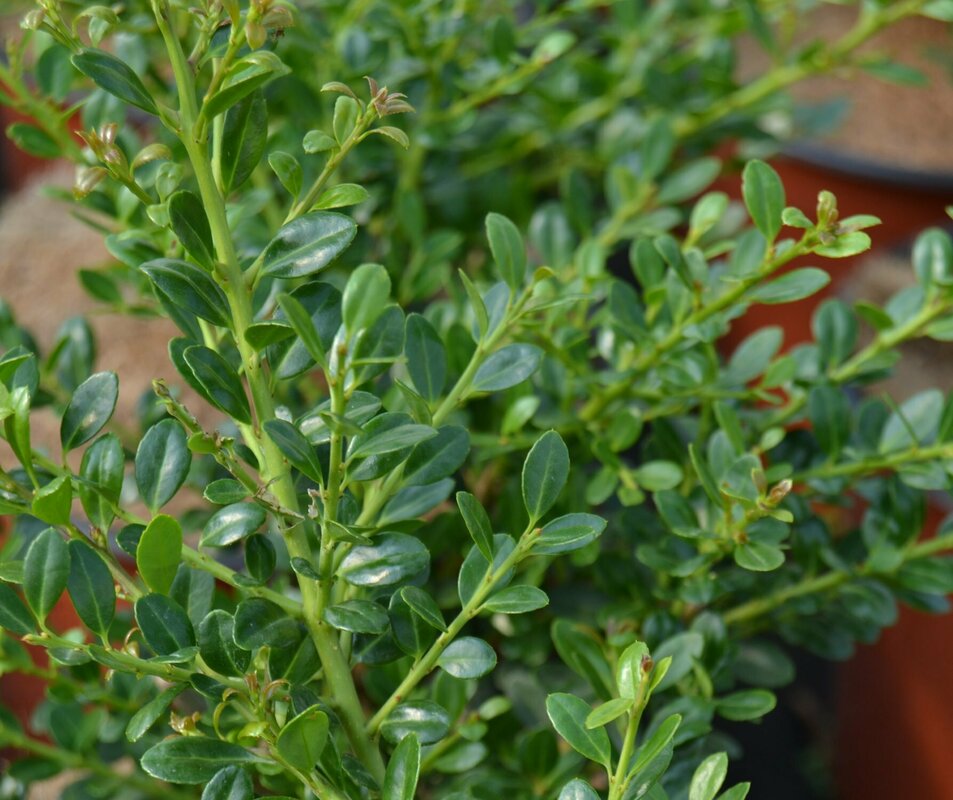 Падуб городчатый Глори Джем (Ilex crenata 'Glory Gem')