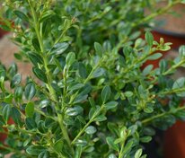 Падуб городчатый Глори Джем (Ilex crenata 'Glory Gem')