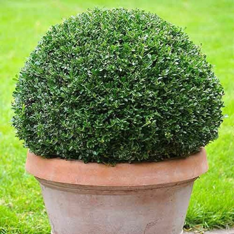 Падуб городчатый Грин Хедж (Ilex crenata 'Green Hedge')