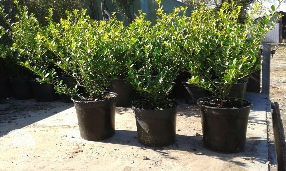 Падуб городчатый Грин Хедж (Ilex crenata 'Green Hedge')