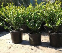 Падуб городчатый Грин Хедж (Ilex crenata 'Green Hedge')