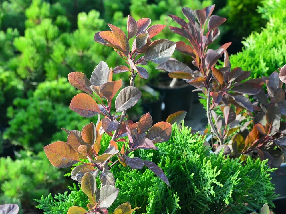 Скумпия кожевенная Мэджикал Ред Фонтан (Cotinus coggygria 'Magical Red Fountain')