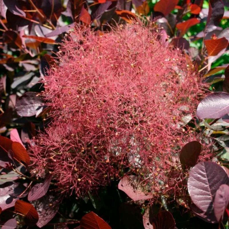 Скумпия кожевенная Мэджикал Ред Фонтан (Cotinus coggygria 'Magical Red Fountain')