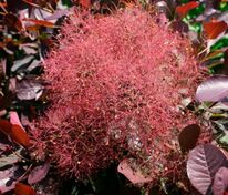 Скумпия кожевенная Мэджикал Ред Фонтан (Cotinus coggygria 'Magical Red Fountain')