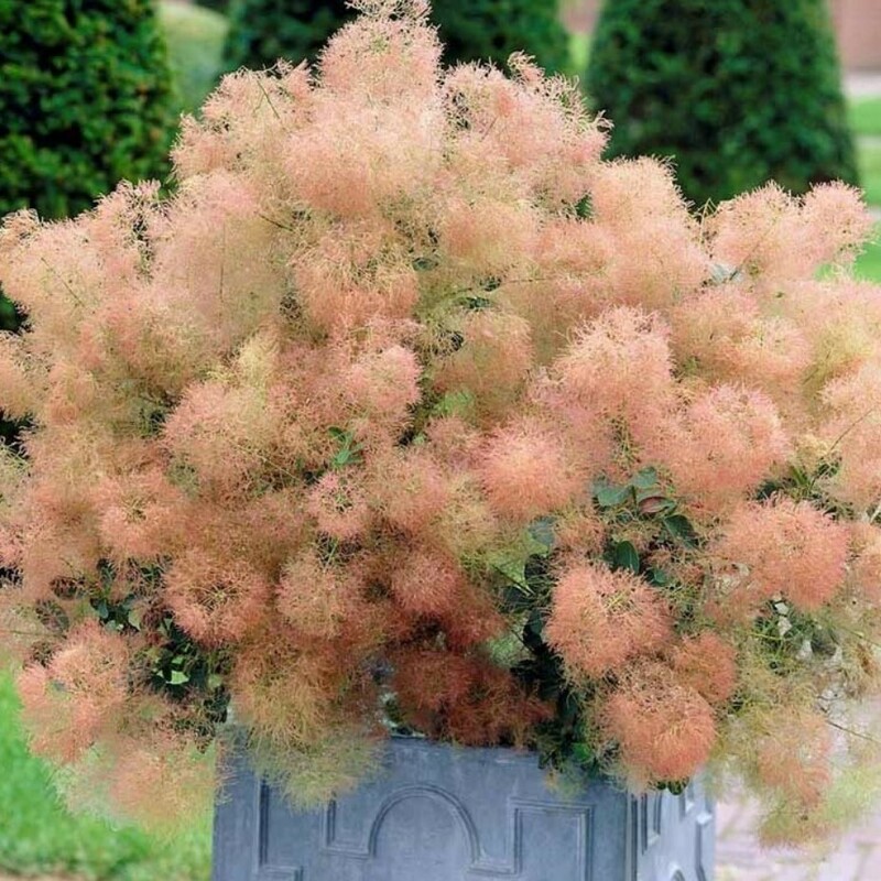 Скумпия кожевенная Мэджикал Торч (Cotinus coggygria 'Magical Torch')