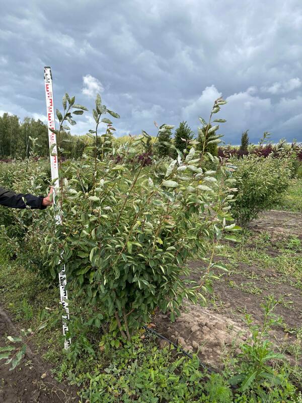 Ирга канадская (Amelanchier canadensis)