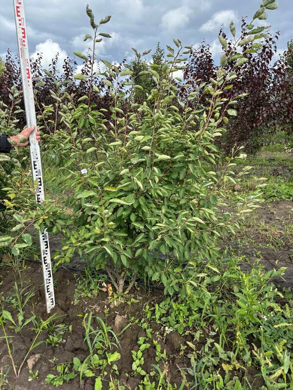Ирга канадская (Amelanchier canadensis)