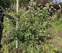 Ирга канадская (Amelanchier canadensis)