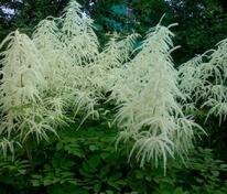 Волжанка двудомная (Aruncus dioicus)