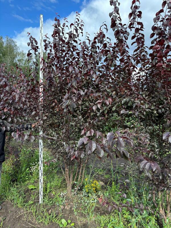 Алыча Тульский Искандер (Prunus cerasifera 'Tulskiy Iskander')