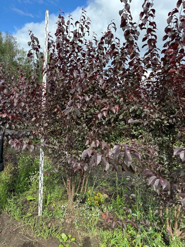Алыча Тульский Искандер (Prunus cerasifera 'Tulskiy Iskander')