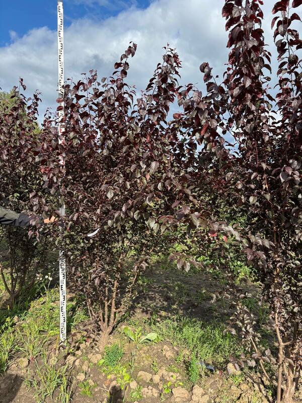 Алыча Тульский Искандер (Prunus cerasifera 'Tulskiy Iskander')
